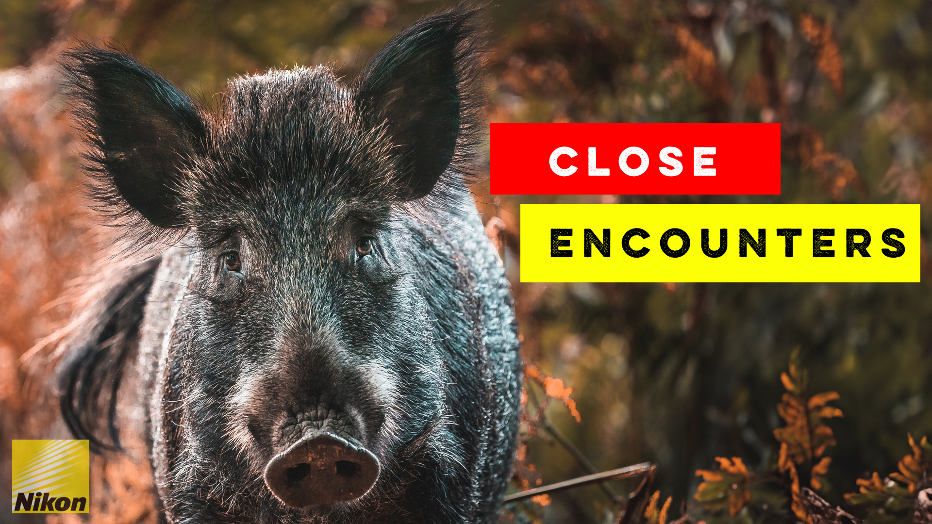 Documenting Wild Boar Up Close in the Forest of Dean | Nikon Z8 | Nikon 180-600mm