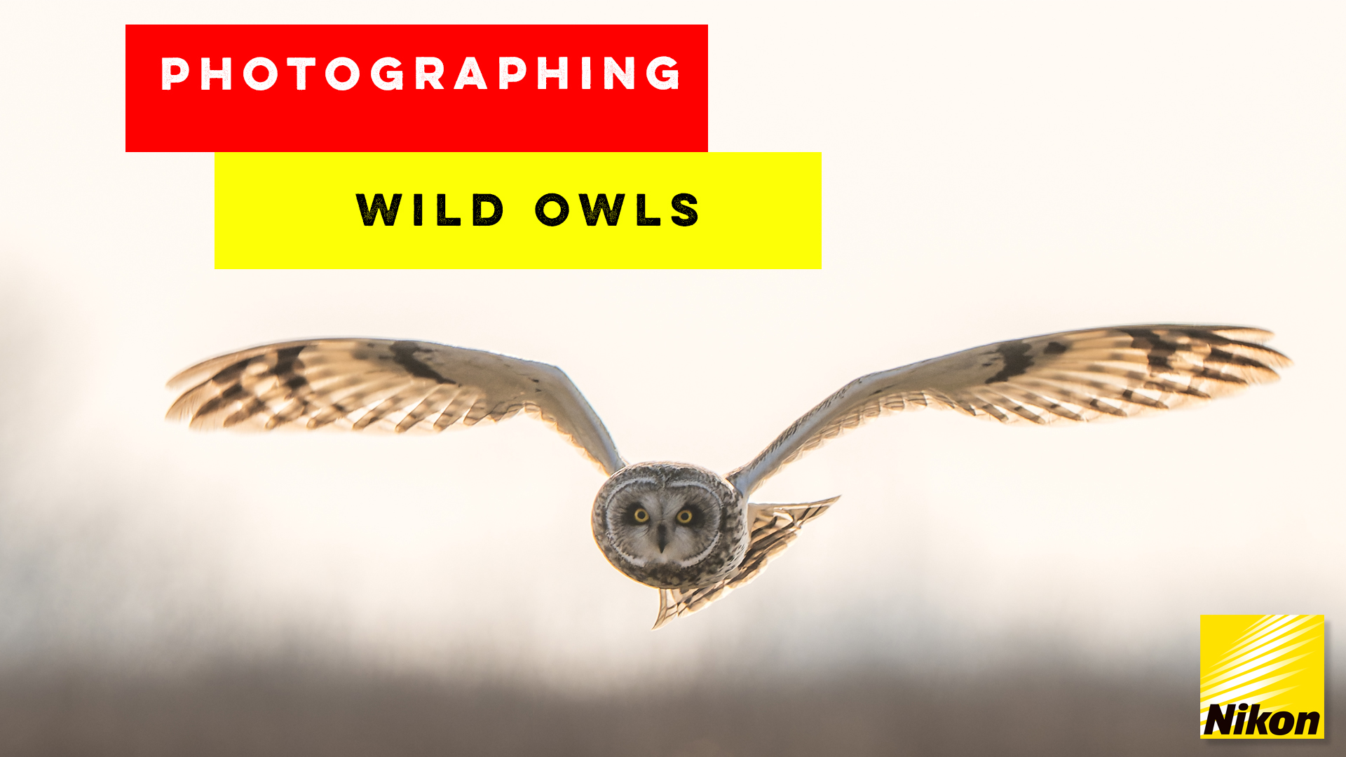 Photographing Short-Eared Owls and Barn Owls | My Epic First Experience | Nikon Z8 180-600mm