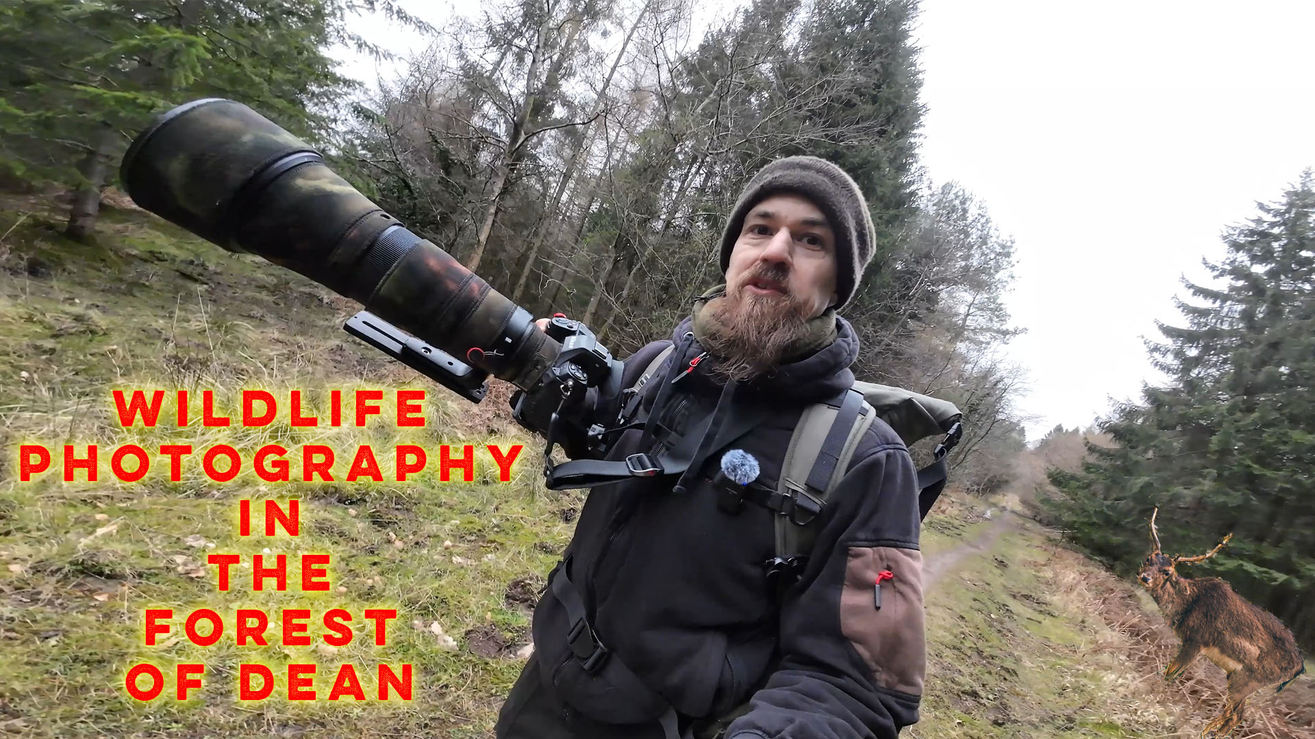 Wildlife photography | Searching for wild boar and deer in the Forest of Dean | Nikon Z8