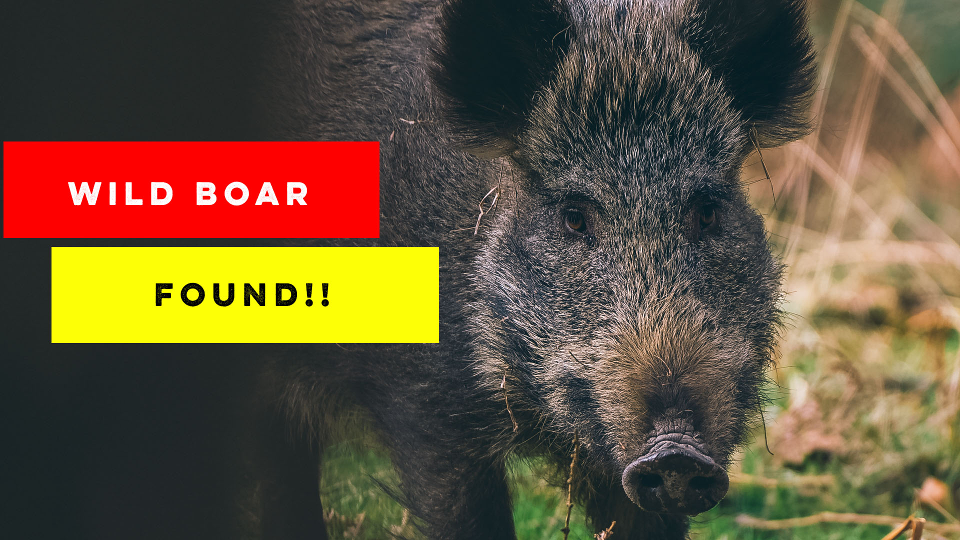 Photographing Wild Boar in the Forest of Dean | Nikon z8 | Nikon 180-600mm