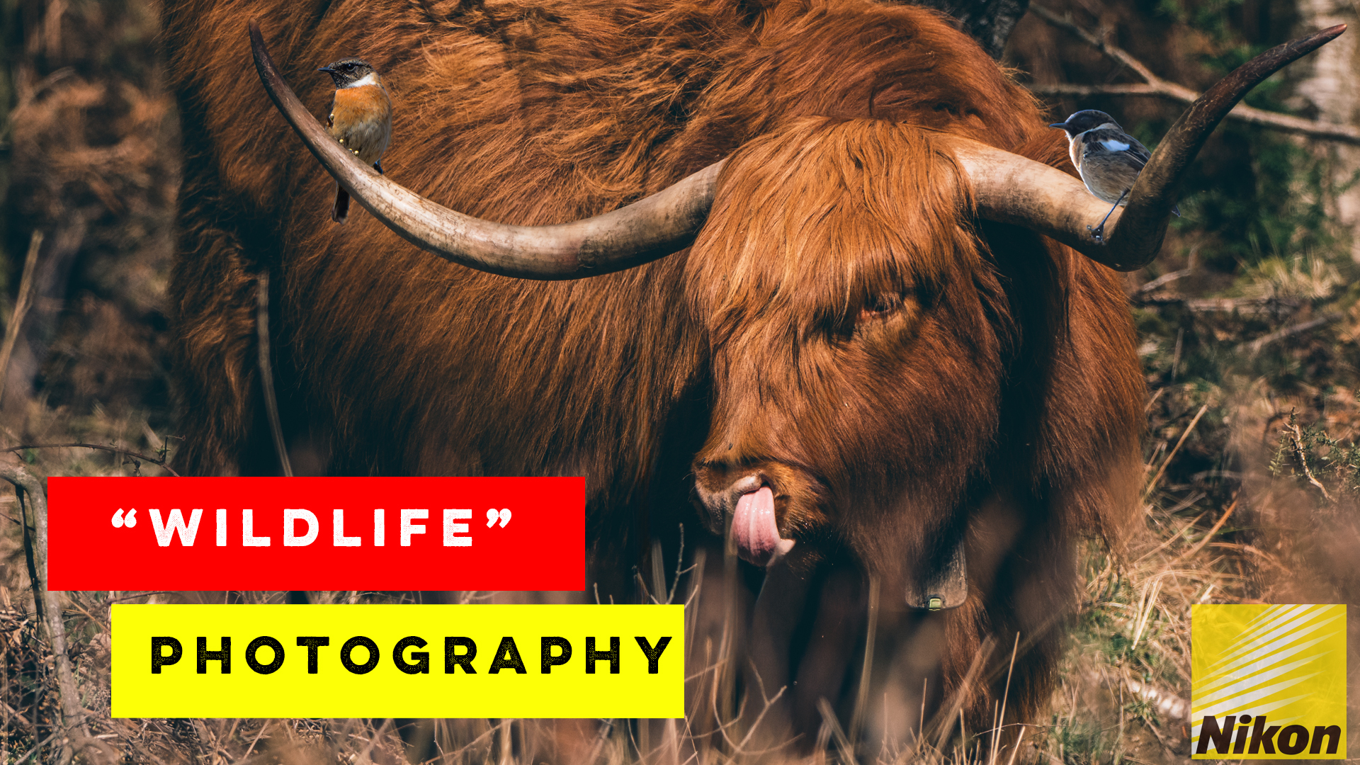 The Mysterious Animals of the Forest of Dean | Nikon Z8 and Nikon 180-600mm